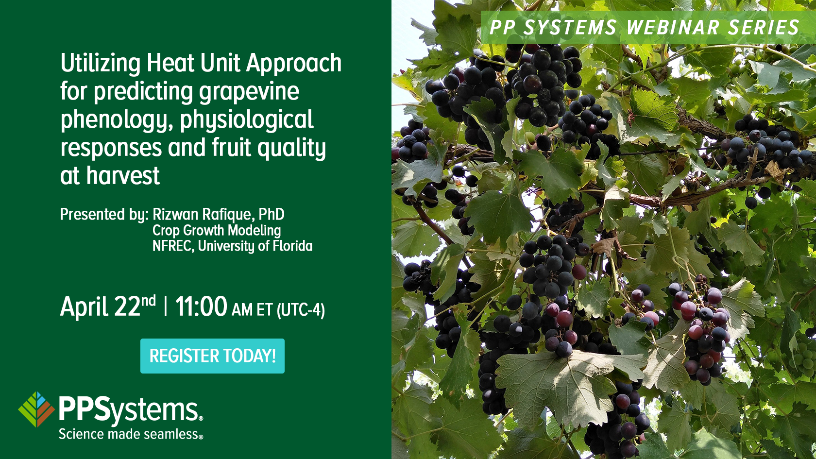 Utilizing Heat Unit Approach for predicting grapevine phenology, physiological responses and fruit quality at harvest Utilizing Heat Unit Approach for predicting grapevine phenology, physiological responses and fruit quality at harvest