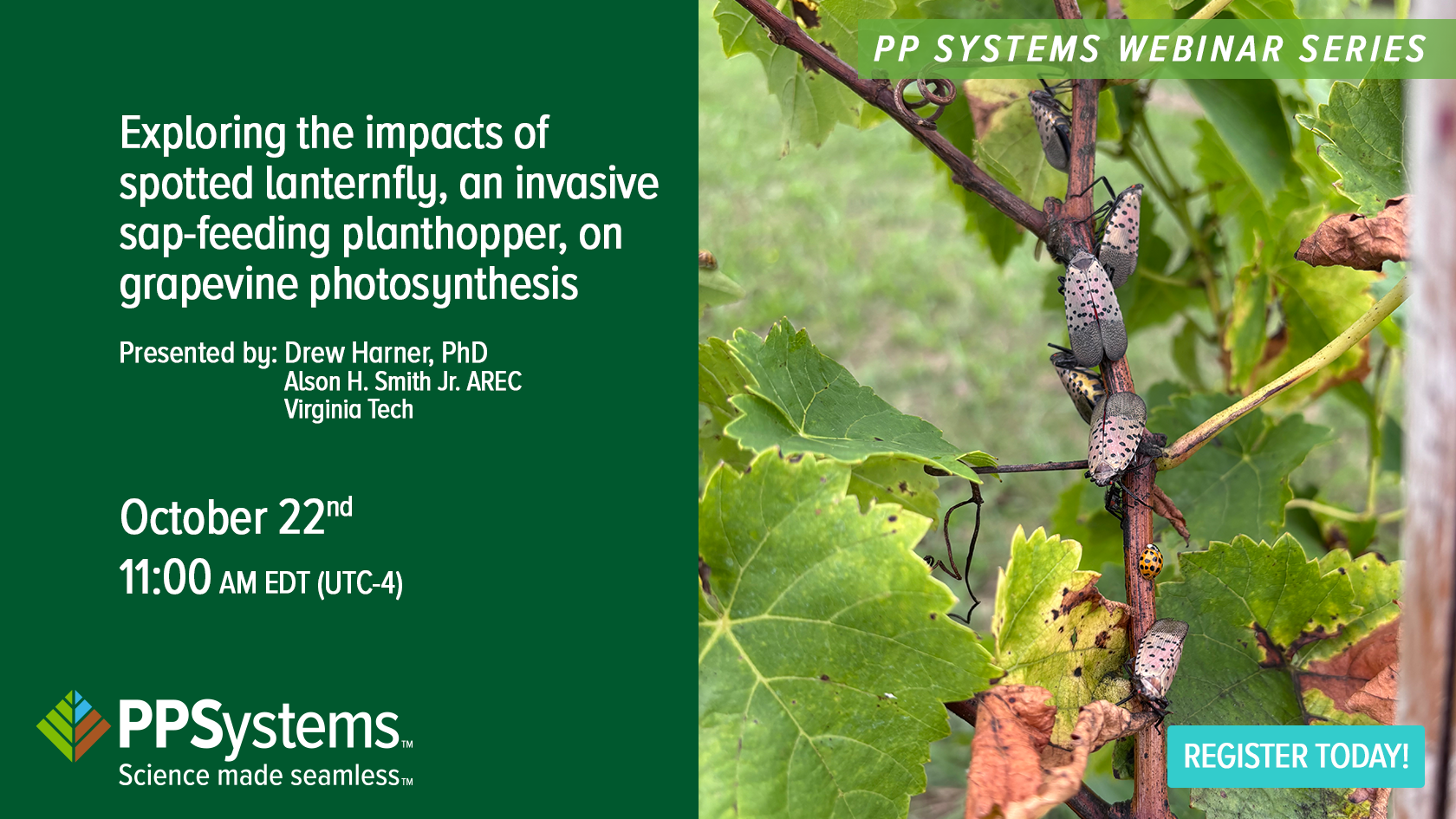 102225 Drew Harner H Drew Harner Virginia Tech Spotted Lantern Fly