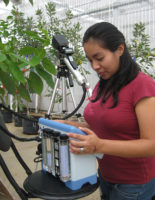 avocado genotyp laurel wilt