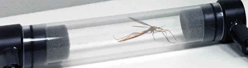 insect respiration chamber